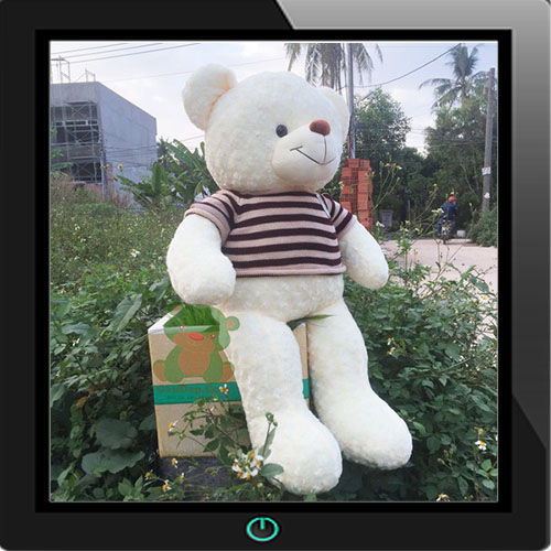 gấu teddy 1m4 trắng